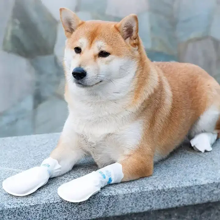 Dogs go out disposable socks foot cover waterproof and disposable dog shoes dirt-proof soft and comfortable
Dogs go out disposable socks foot cover waterproof and disposable dog shoes dirt-proof soft and comfortable