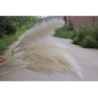 Decoration Flower Dried Flowers Wholesale Top Quality Dried Decoration Flower Large Size Pampas Grass