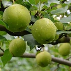 China Wholesale Delicious Fresh Farm Pear