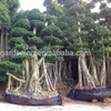 /product-detail/ficus-microcarpa-400cm-high-bonsai-1911425106.html