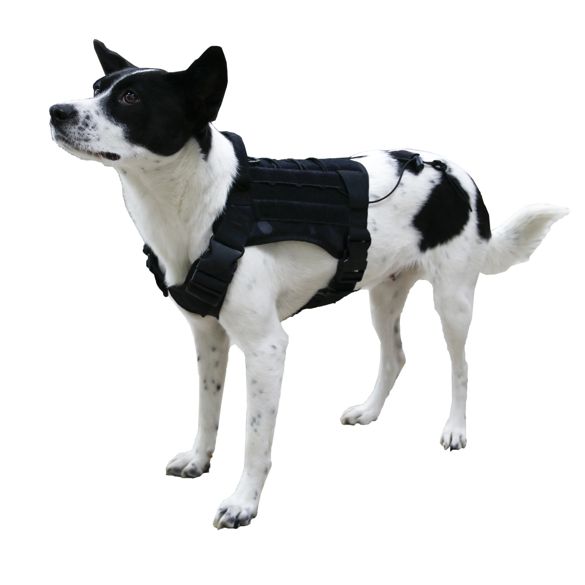 China factory price wholesale pet climbing must-have chest and back field travel dog tactical vest, Black camouflage acu camouflage
China factory price wholesale pet climbing must-have chest and back field travel dog tactical vest, Black camouflage acu camouflage