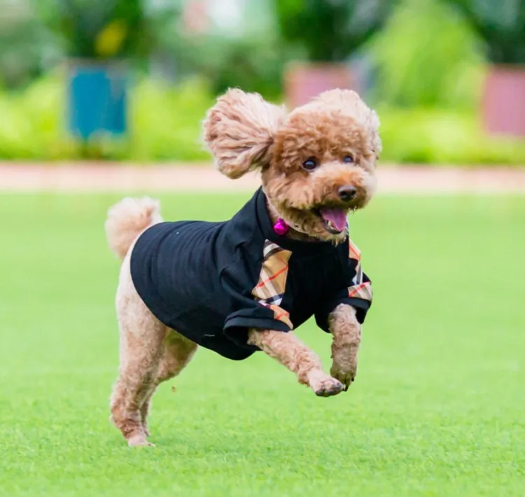Fashion Pet Hoodie Dog Clothes for Small Medium Large Dogs Pet Hooded Clothing, Red as picture show
Fashion Pet Hoodie Dog Clothes for Small Medium Large Dogs Pet Hooded Clothing, Red as picture show