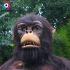 Robot Animal Robot Animals Wholesale Zigong Sanhe Robot Animatronic Animal Orangutan