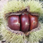 2019 Chinese new crop chestnuts for sale