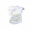 Plastic Dental of Teeth/dental study model
