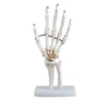 /product-detail/human-life-size-hand-joint-pvc-material-school-medical-teaching-model-bc1025-14-62399081043.html
