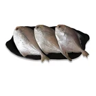 Huiyang Seafood High Protein Frozen Raw Fresh Fish Silver Pomfret