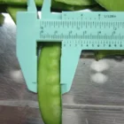 Frozen Iqf Frozeniqf Hot Selling Frozen Iqf Pea Pods