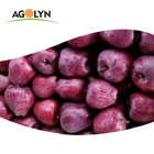 High quality fresh red delicious fruit huaniu apple