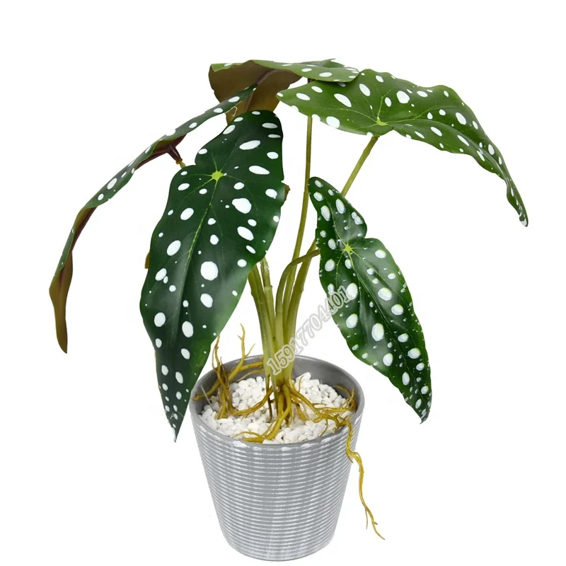 Factory sale fake flower real touch 43 cm artificial aquatic plants Caladium for bonsai decoration, Picture
Factory sale fake flower real touch 43 cm artificial aquatic plants Caladium for bonsai decoration, Picture