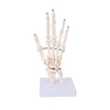 /product-detail/hot-selling-human-anatomical-hand-joint-skeleton-model-62288839632.html
