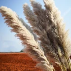 Flowers Wholesale Korean Style Wedding Decoration Preserved Real Flowers Dried Natural Pampas Grass Large