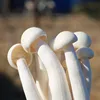 /product-detail/safe-healthy-and-nutritious-milk-mushroom-magic-mushrooms-dried-for-sale-magic-mushrooms-62315235101.html