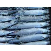 Frozen Pacific Mackerel Fish suppliers