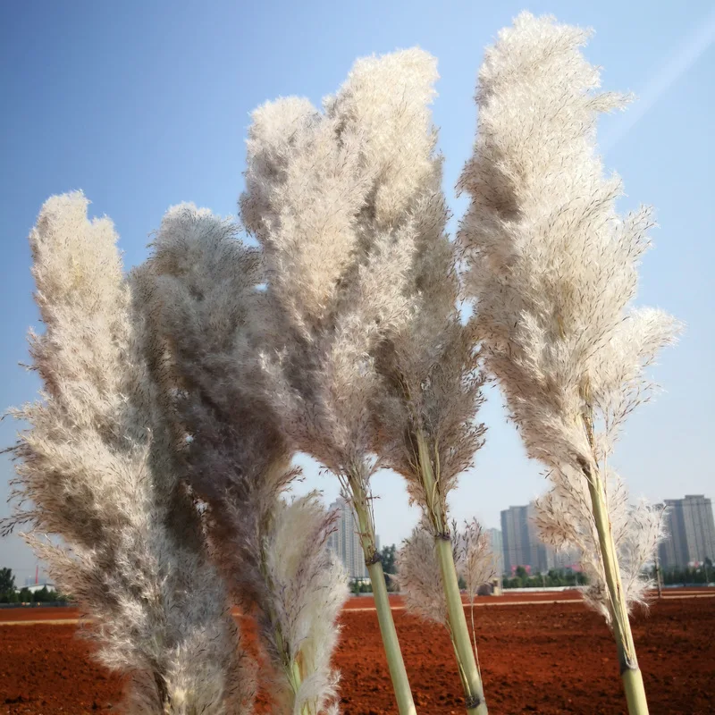 Amazon Top Seller Furniture Decorative Flower Dry Flowers Natural Brown Pampas Grass For Home Decoration
Amazon Top Seller Furniture Decorative Flower Dry Flowers Natural Brown Pampas Grass For Home Decoration