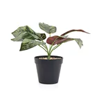 Cactus Plastic Plants Indoor Wholesale Indoor Plastic Cactus And Plant Pot With Artificial Grass And Stones