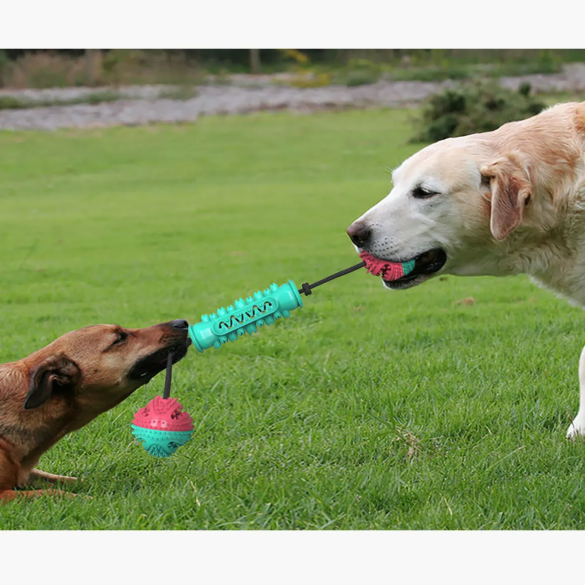 Drop shipping Pet chew toy with Dumbbell Ball- Ball Dog Toy with 2 molar ball and molar stick toothbrush toys dog
Drop shipping Pet chew toy with Dumbbell Ball- Ball Dog Toy with 2 molar ball and molar stick toothbrush toys dog