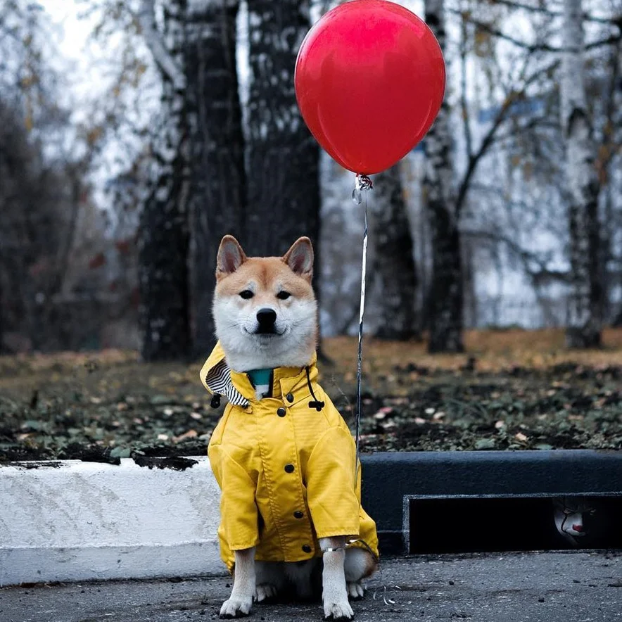Dog Clothes Winter High Quality Designer Dog Fashion Brand Clothes Wholesale Pet Raincoat Large Dog Clothes Amazon Pet Supplies, Yellow
Dog Clothes Winter High Quality Designer Dog Fashion Brand Clothes Wholesale Pet Raincoat Large Dog Clothes Amazon Pet Supplies, Yellow