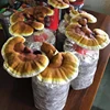 /product-detail/detan-high-quality-reishi-ganoderma-lucidum-mushroom-spawn-growing-bags-2019-62230368707.html