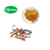 Pure 30% wild Cordyceps sinensis extract/Cordyceps sinensis P.E/Cordyceps sinensis Extract
