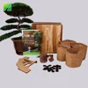/product-detail/amazon-top-selling-diy-real-live-bonsai-tree-starter-kit-grow-to-podocarpus-macrophyllus-62332090221.html