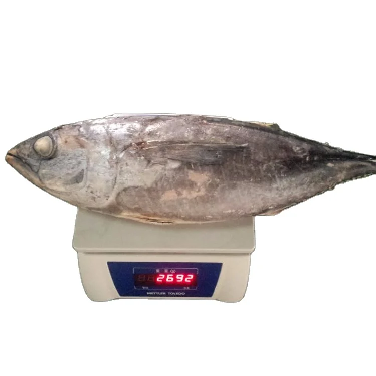 Good quantity  Frozen Albacore Tuna