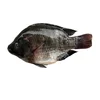 Live Frozen Tilapia Fish Supplier From China