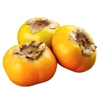 The farm exports a large number of fresh fruit sweet persimmons, organic healthy fruits