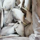 IQF Fish Product Type FROZEN WHITE POMFRET