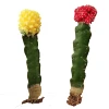 /product-detail/indoor-mini-colourful-grafted-cactus-62414933043.html