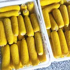 Frozen Corn Cornfrozen IQF Frozen Sweet Corn Whole Yellow Corn On The Cob