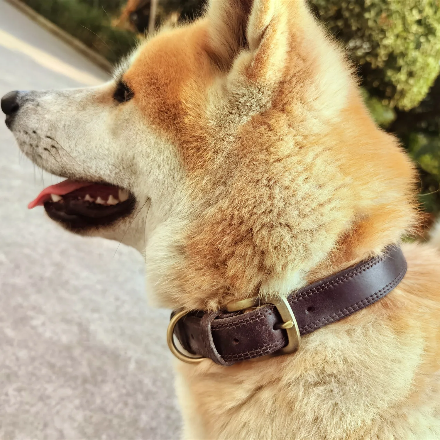 Fashion Leather Dog Collar With Metal Nameplate Genuine Cow Leather Pet Collars Pet Collar Leather, Multi colors
Fashion Leather Dog Collar With Metal Nameplate Genuine Cow Leather Pet Collars Pet Collar Leather, Multi colors