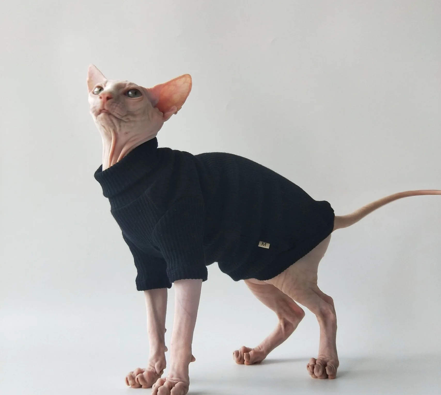 Hairless cat clothing T-shirt bottom coat air conditioner clothing German cat sphinx cat clothes, Solid colors
Hairless cat clothing T-shirt bottom coat air conditioner clothing German cat sphinx cat clothes, Solid colors