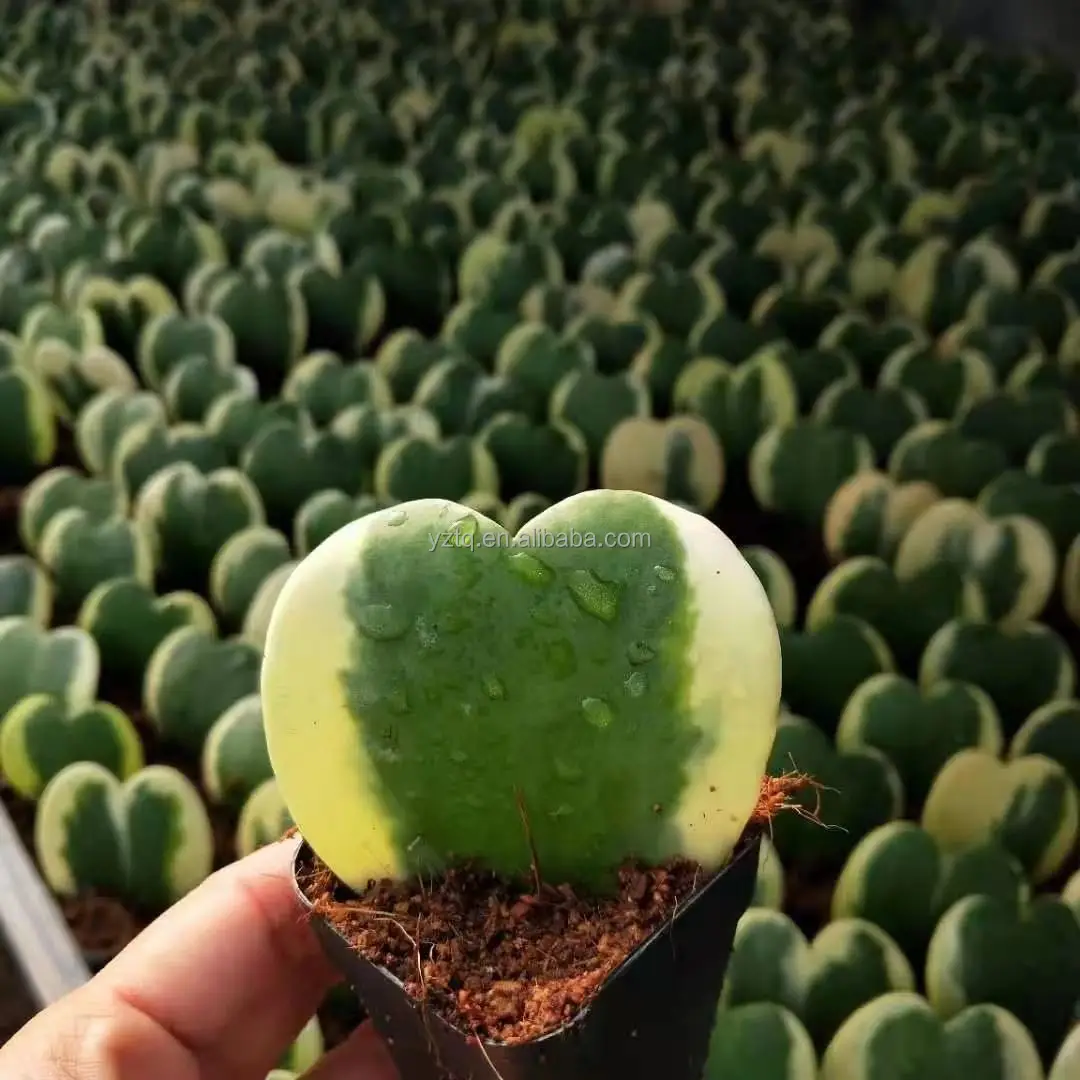 rare plants Hoya kerri Variegata cactus real plant Varigated String of Hearts Thailand succulent nursery cactus live plant
rare plants Hoya kerri Variegata cactus real plant Varigated String of Hearts Thailand succulent nursery cactus live plant