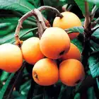 Fruit High Quality Loquat Fresh Loquat Fruit For Sell Delicious Loquat