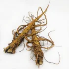 High quality radix sophorae flavescentis/ Kuh-seng