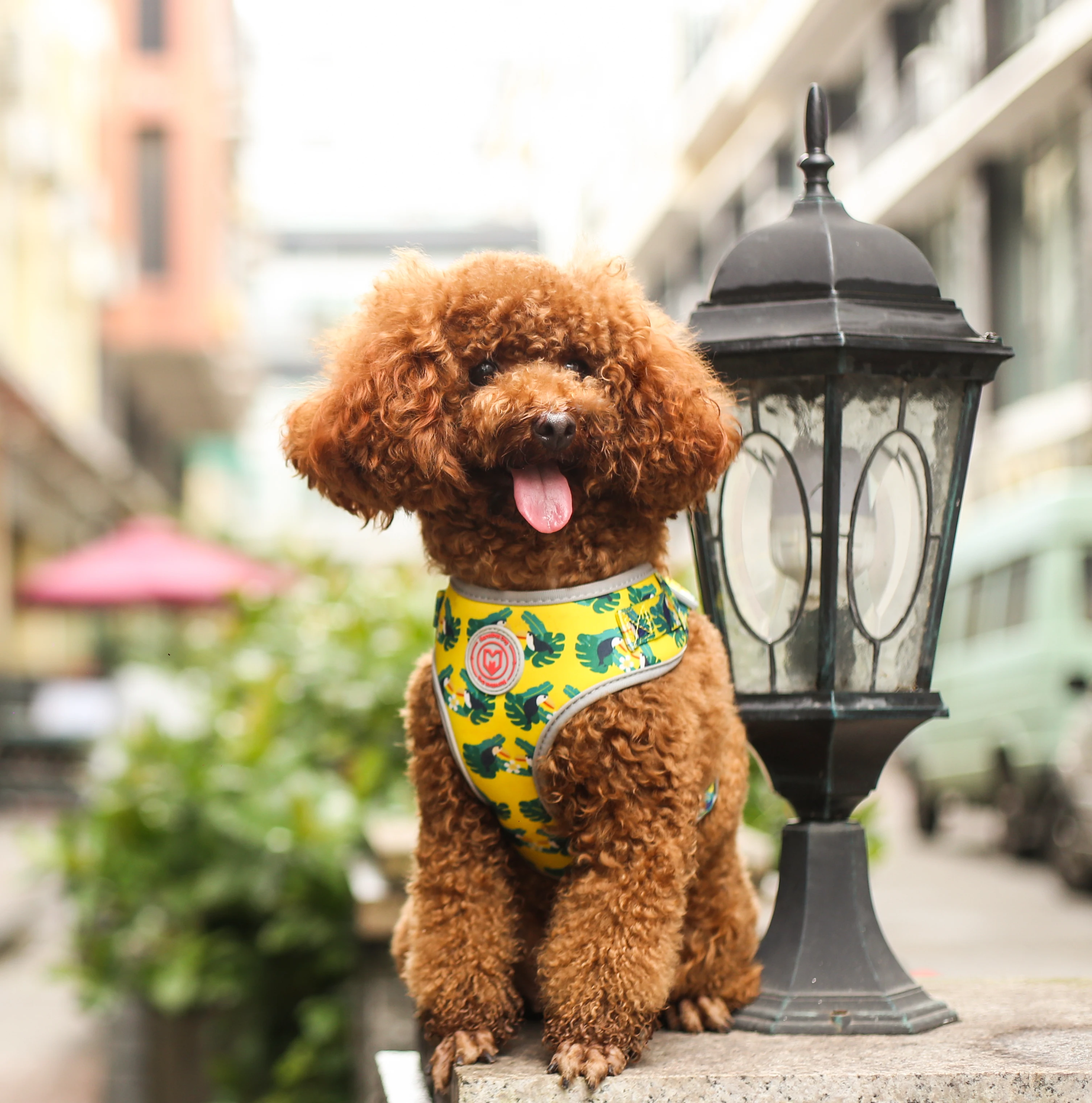 Best selling products custom adjustable soft polyester pet dog harness wholesale, Yellow green/light pink/pink/blue
Best selling products custom adjustable soft polyester pet dog harness wholesale, Yellow green/light pink/pink/blue