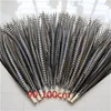 Top quality natural colors lady amherst pheasant plumage feather for performance