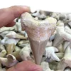 Wholesale Natural Shark Teeth Fossil Stone for sale