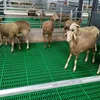 /product-detail/goat-farm-floor-2019-new-type-plastic-goat-slat-floor-600-600mm-plastic-slat-floor-for-sheep-62315133779.html
