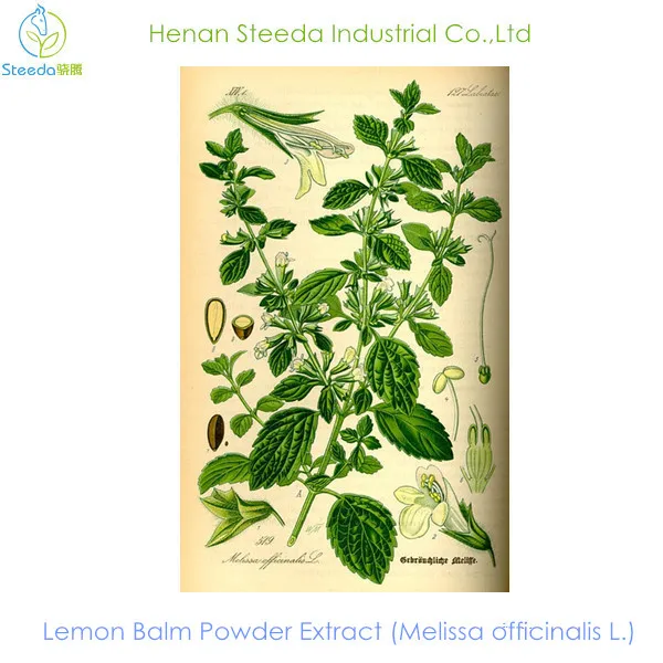 natural melissa officinalis extract powder,lemon