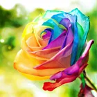 Manufacturer supply decoration drawing colorful rose flower diamond painting 5d diy