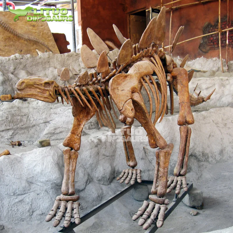 ステゴサウルス恐竜化石販売のため Buy ステゴサウルス恐竜化石販売のため 販売のための恐竜化石 ステゴサウルス化石 Product On Alibaba Com