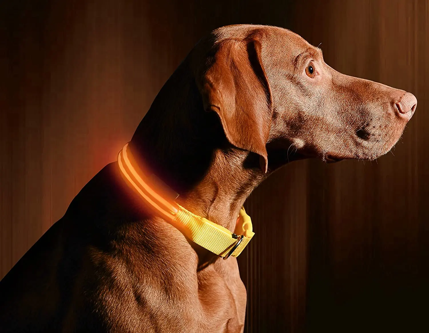 LED Dog Collar USB Rechargeable Bright High Visibility Lighted Glow Collar For Pet Night Walking Weatherproof in 6 Colors
LED Dog Collar USB Rechargeable Bright High Visibility Lighted Glow Collar For Pet Night Walking Weatherproof in 6 Colors
