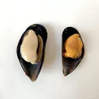Mussel Hot Sale Seafood Frozen Mussels/ Half-shell Mussels