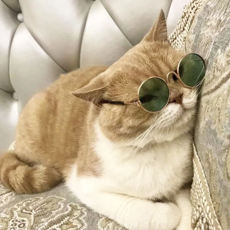 Classic Retro Metal Mirror Custom Logo Camping Leisure Cat Dog Doggie Small Glasses Puppy Pup Toy Pet Sunglasses
Classic Retro Metal Mirror Custom Logo Camping Leisure Cat Dog Doggie Small Glasses Puppy Pup Toy Pet Sunglasses