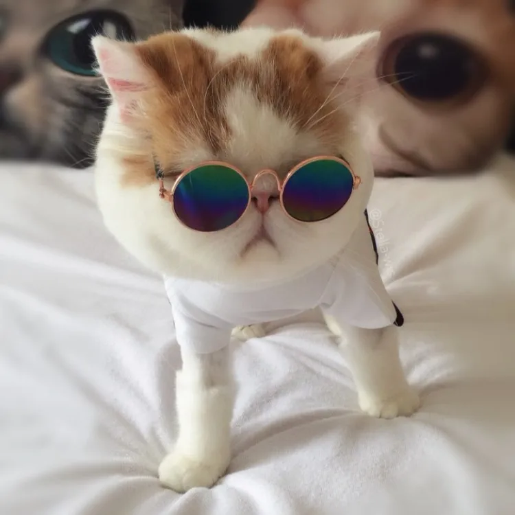 Funny Pet Glass Classic Retro Circular Metal Sunglass for Cat or Small Dog, Picture color
Funny Pet Glass Classic Retro Circular Metal Sunglass for Cat or Small Dog, Picture color