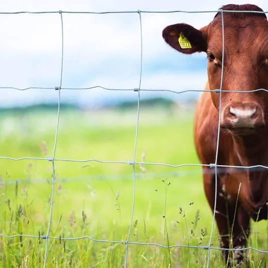 Widely application hot galvanized hinge joint knot field fence