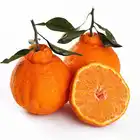 Juicy Sweet Delicious Fresh Baby Honey Fresh Mandarin Orange /Hybrid Tangerine