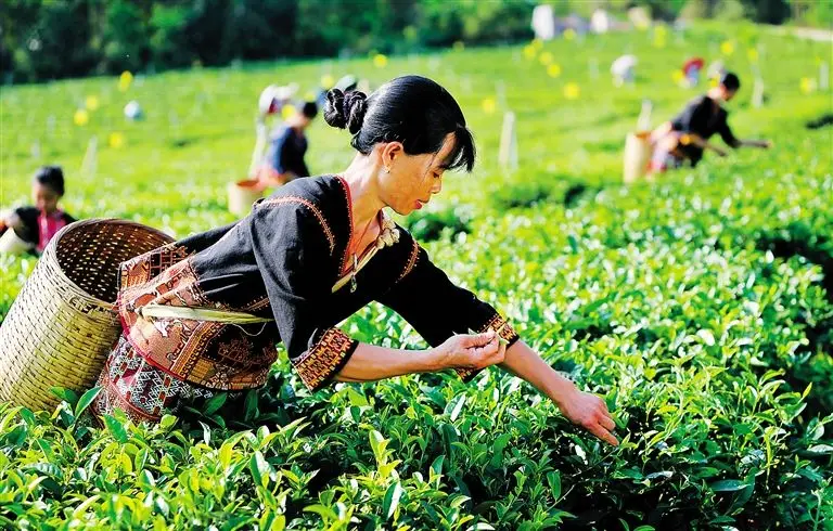 15 Years Lao Bai Cha Aged White Tea-
